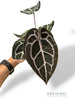 Anthurium Crystallinum Select