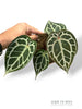 Anthurium Crystallinum Select