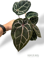 Anthurium Crystallinum Select