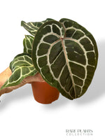 Anthurium Crystallinum Select