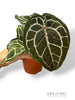 Anthurium Crystallinum Select