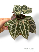 Anthurium Crystallinum Select