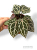 Anthurium Crystallinum Select