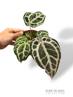 Anthurium Crystallinum Select