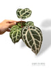 Anthurium Crystallinum Select