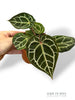 Anthurium Crystallinum Select