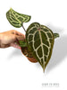 Anthurium Crystallinum Select