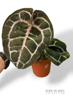 Anthurium Crystallinum Select