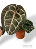 Anthurium Crystallinum Select