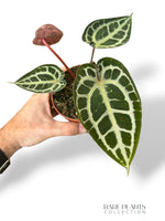Anthurium Crystallinum Select