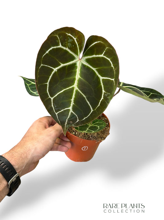 Anthurium Crystallinum Select II