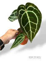 Anthurium Crystallinum Select II