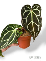 Anthurium Crystallinum Select II