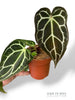 Anthurium Crystallinum Select II