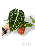 Anthurium Crystallinum Select II