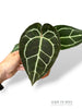 Anthurium Crystallinum Select II