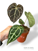 Anthurium Crystallinum Select II