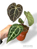 Anthurium Crystallinum Select II