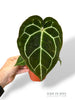 Anthurium Crystallinum Select II