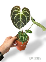 Anthurium Crystallinum Select II