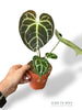 Anthurium Crystallinum Select II