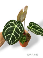 Anthurium Crystallinum Select II