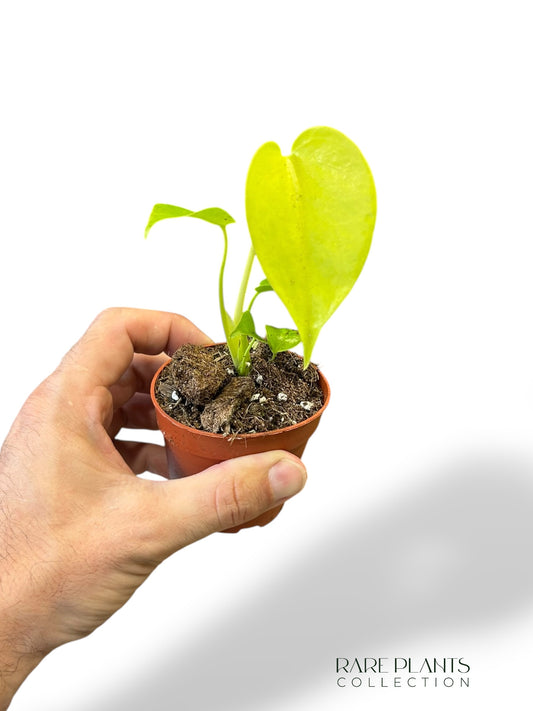 Monstera Lime Banana