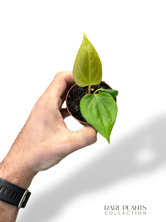Anthurium Portillae