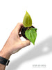 Anthurium Portillae