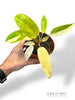Philodendron Painted Lady Albo Variegata