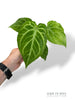 Anthurium Magnificum Mint
