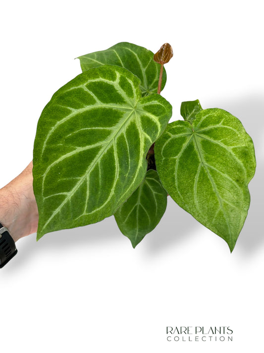 Anthurium Magnificum Mint