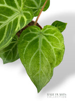 Anthurium Magnificum Mint