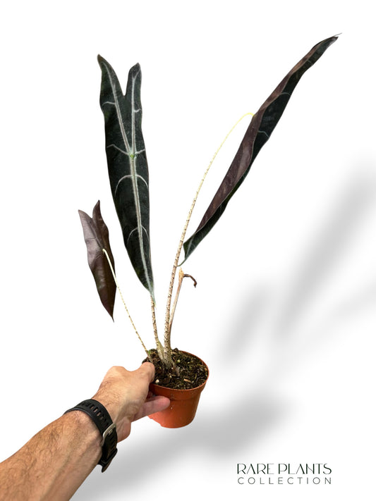 Alocasia Longiloba Lila