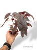 Begonia Morris