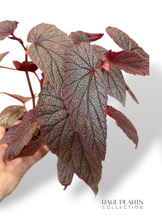 Begonia Morris