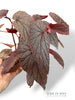 Begonia Morris