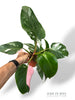 Philodendron Tricolore