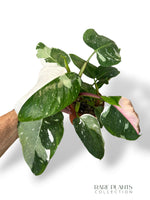 Philodendron Tricolore