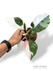 Philodendron Tricolore