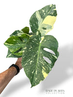 Monstera Thai Mutation