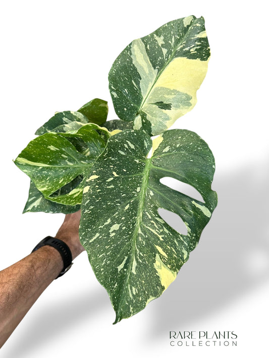 Monstera Thai Mutation