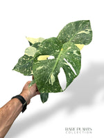Monstera Thai Mutation