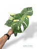Monstera Thai Mutation