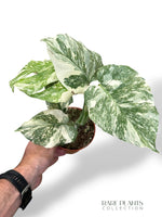 Monstera Thai Mutation