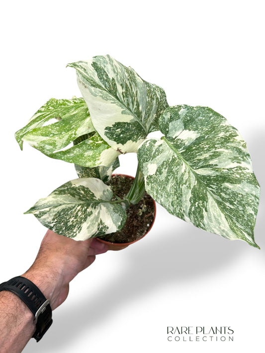 Monstera Thai Mutation