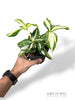 Dracaena Milchstraße
