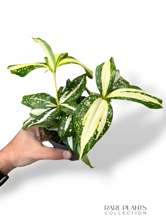 Dracaena Milchstraße