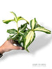 Dracaena Milchstraße