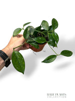 Hoya SP Vietnam